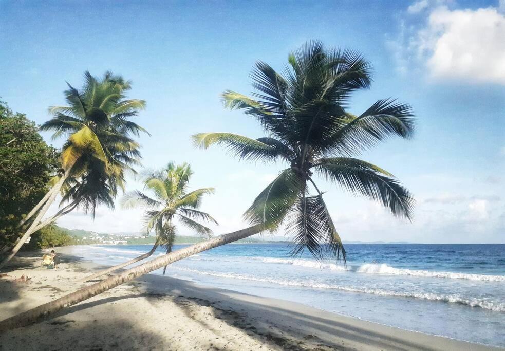 Superbe Studio, A 20 Metres De La Plage, Acces Direct Grande Plage Diamant Le Diamant Exteriér fotografie